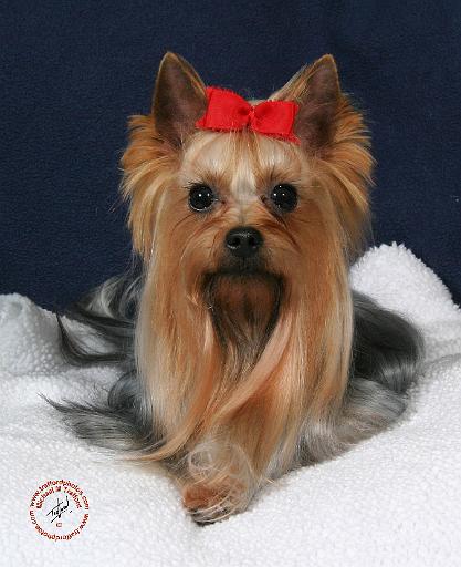 Yorkshire Terrier 9Y110D-019.JPG